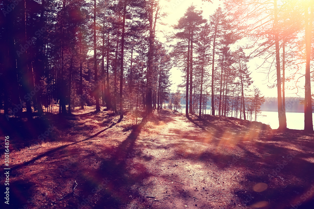 Fototapeta premium landscape in the autumn park / concept nature seasonal landscape season, autumn, forest, trees Indian summer