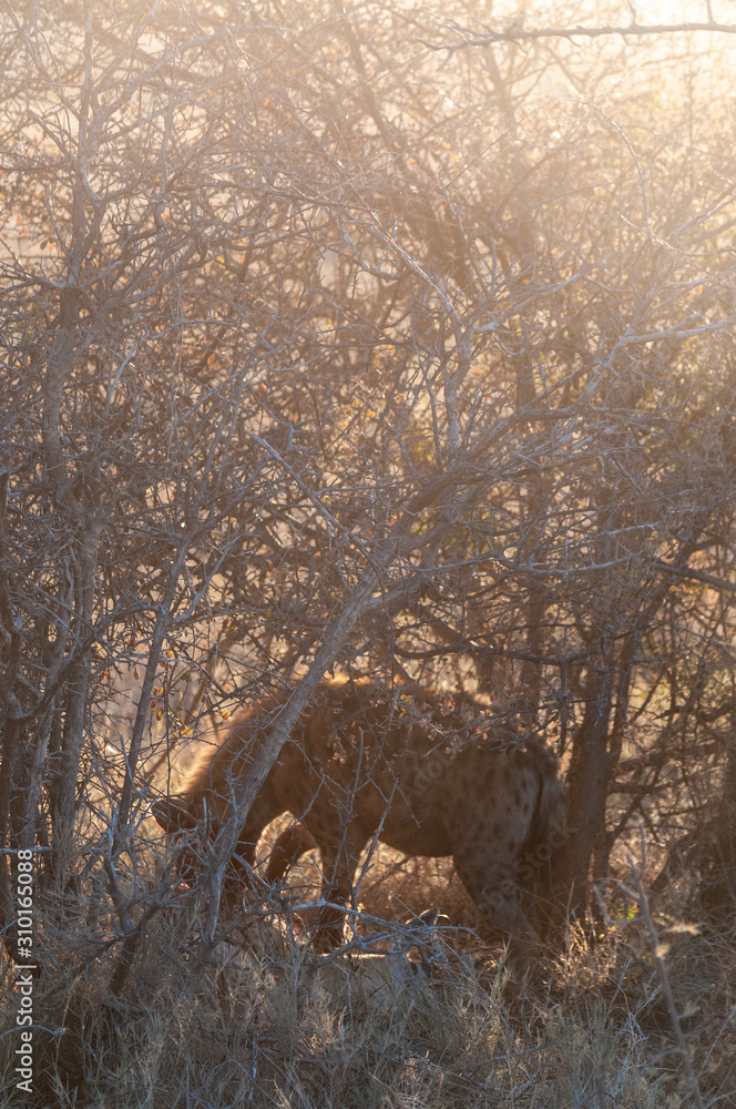 Close-up of a spotted Hyena - Crocuta crocuta- with a prey, seen during the golden hour of sunset in Etosha national Park, Namibia. Close-up of a spotted Hyena - Crocuta crocuta- with a prey, seen during the golden hour of sunset in Etosha national Park, Namibia.