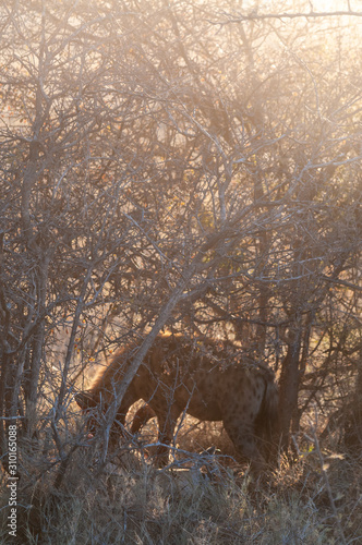 Close-up of a spotted Hyena - Crocuta crocuta- with a prey  seen during the golden hour of sunset in Etosha national Park  Namibia.