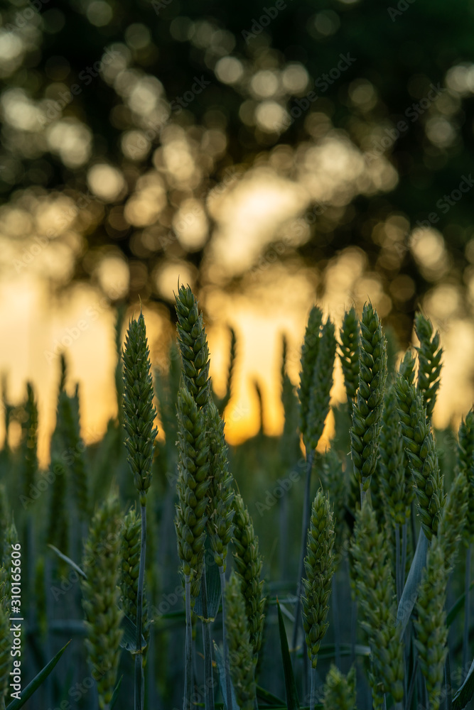 Spikelets of young wheat at sunset background Spikelets of young wheat at sunset background