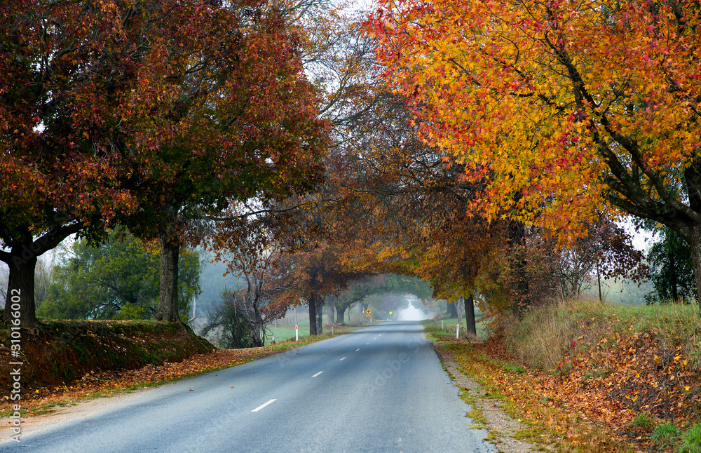Obraz premium Foggy autumn morning along a country road in the Buckland Valley, Victoria, Australia.