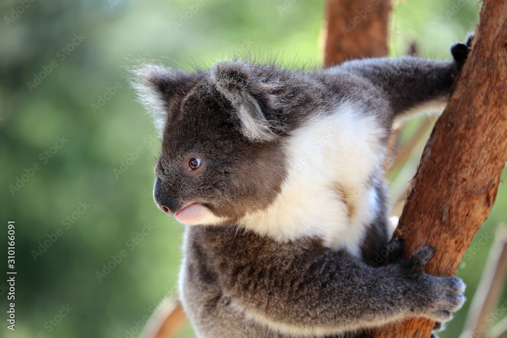 Naklejka premium Australian koala bear with a furry white chest climbing .