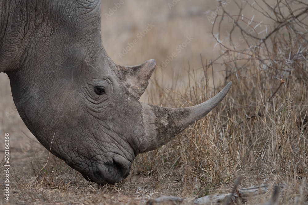 Obraz premium White Rhino