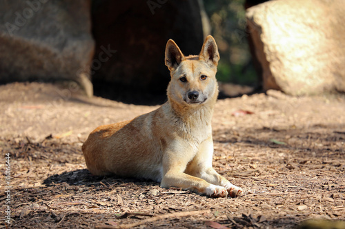 The dingo is Australia's only native wild dog. photo