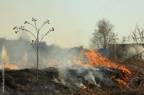 fire in the field / fire in the dry grass, burning straw, element, nature landscape, wind © kichigin19