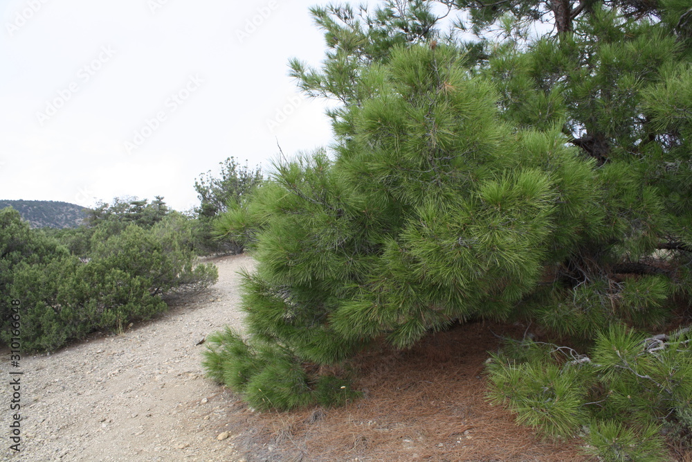 Fototapeta premium road in forest