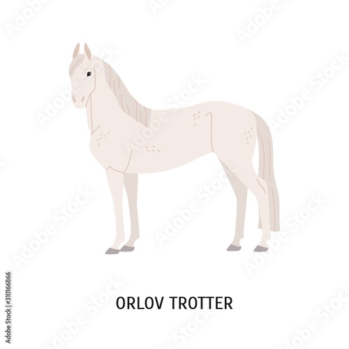 Orlov trotter horse breeding flat vector illustration