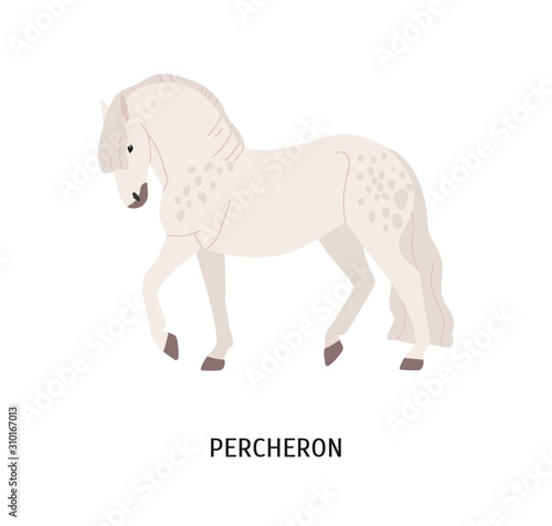 Percheron breed horse flat vector illustration