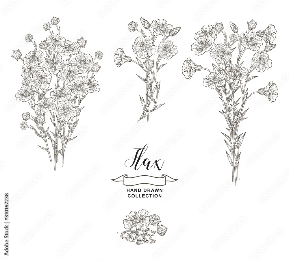 Flax plant collection. Hand drawn flowers, branches and seeds of flax isolated on white background. Vector illustration botanical. Vintage engraving style.