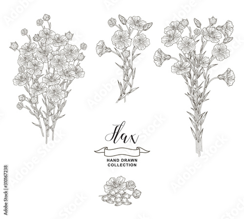 Flax plant collection. Hand drawn flowers, branches and seeds of flax isolated on white background. Vector illustration botanical. Vintage engraving style. photo