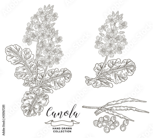 Canola, rape plant collection. Hand drawn flowers, branches and rapeseed isolated on white background. Vector illustration botanical. Vintage engraving style.