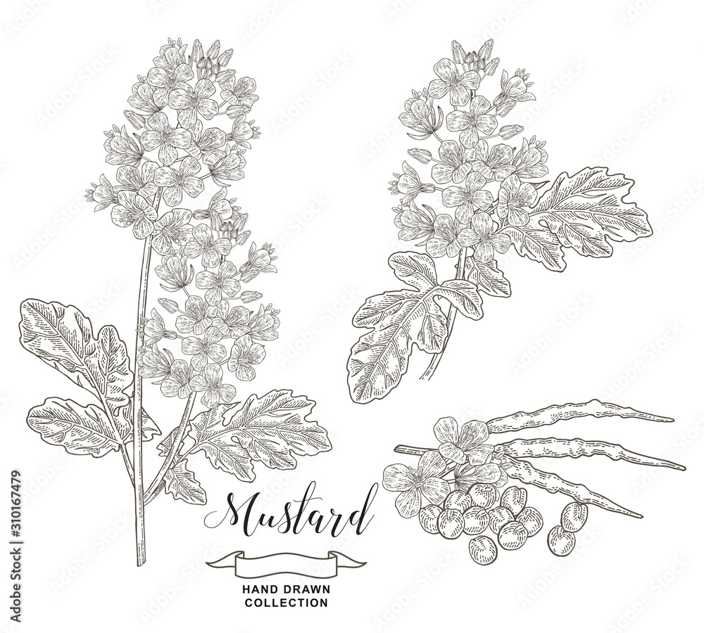 Mustard Plant Drawing PNG, Clipart, Art, Brassica Juncea, Clip Art, Drawing,  Flora Free PNG Download