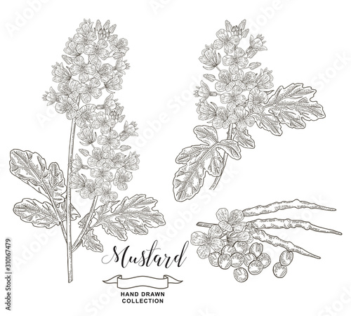 Mustard plant collection. Hand drawn flowers, pods and seeds of mustard isolated on white background. Vector illustration botanical. Vintage engraving style.