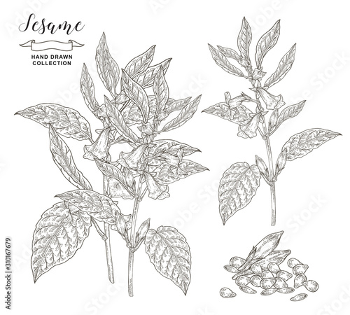 Sesame plant collection. Sesame flowers, leaves and seeds isolated on white background. Vector illustration botanical. Hand drawn engraving style.