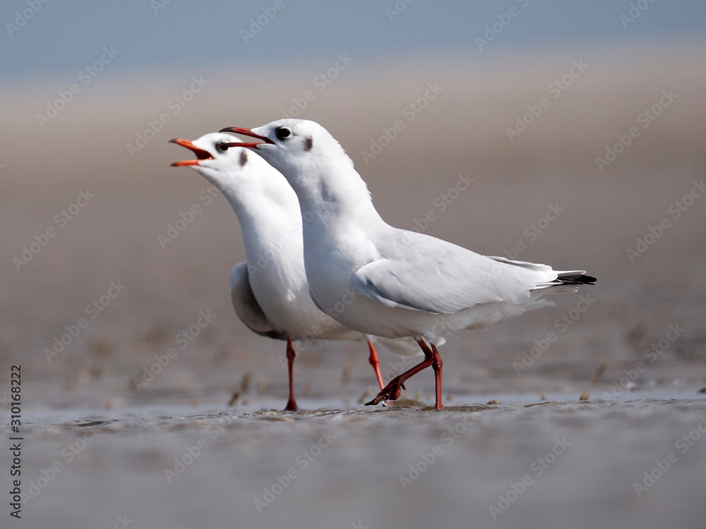 Fototapeta premium Seagulls on the German North Sea beach in summer