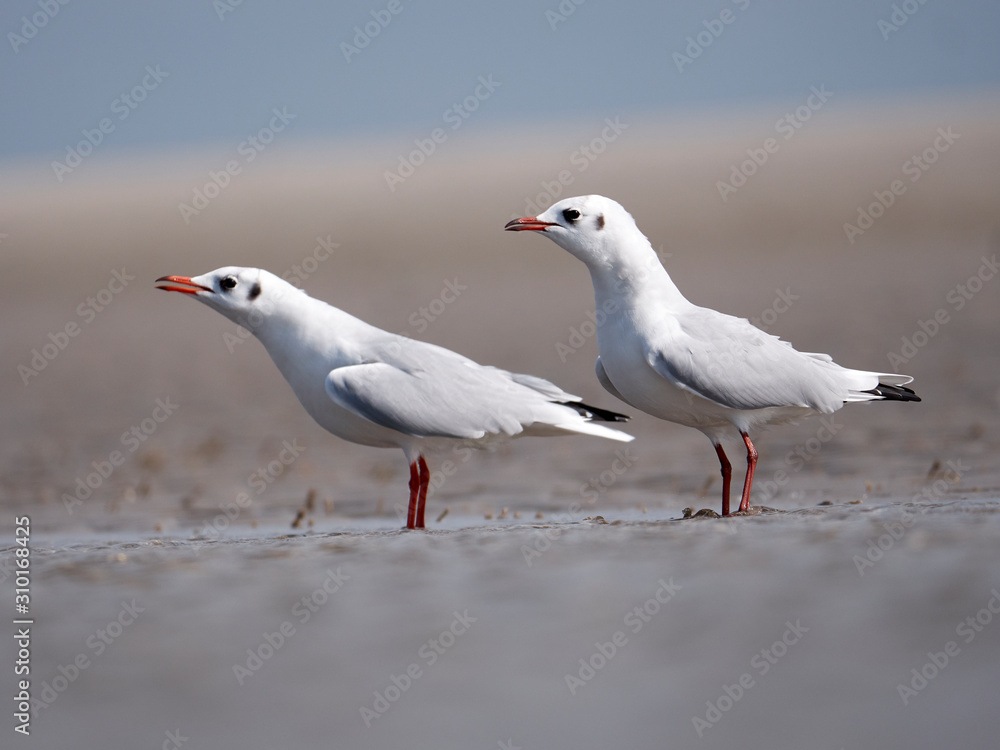 Seagulls on the German North Sea beach in summer