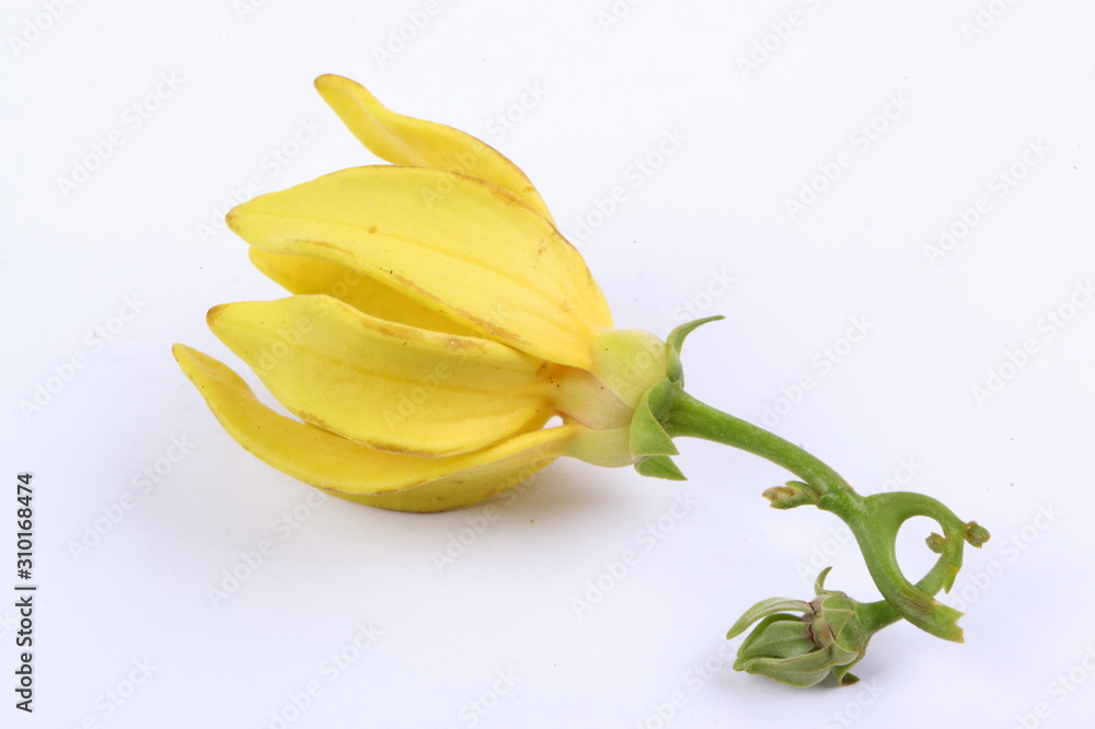 climbing ylang-ylang, climbing ilang-ilang, manorangini, hara-champa or kantali champa, Karawak (thai name). climbing ylang-ylang, climbing ilang-ilang, manorangini, hara-champa or kantali champa, Karawak (thai name).