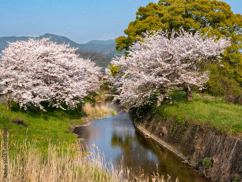 Cherry blossom flowers are in bloom beside a stream in Fukuoka city, JAPAN. Cherry blossom flowers are in bloom beside a stream in Fukuoka city, JAPAN.
