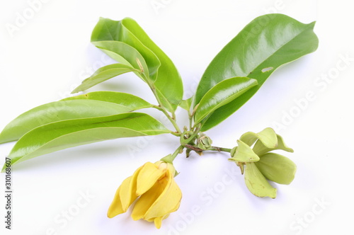 climbing ylang-ylang, climbing ilang-ilang, manorangini, hara-champa or kantali champa, Karawak (thai name). photo