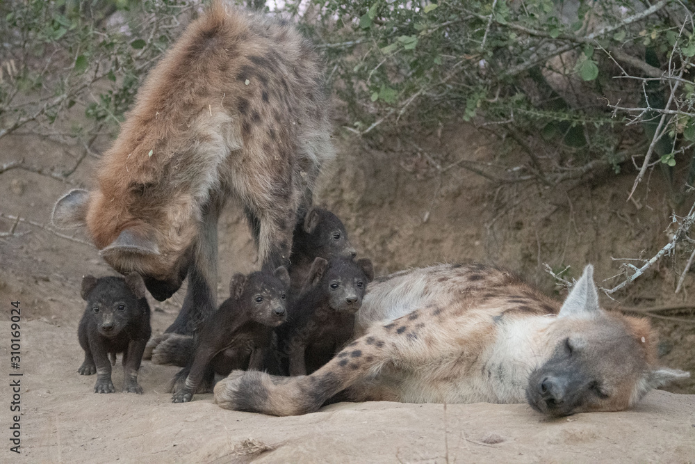 Fototapeta premium Spotted Hyena and pups