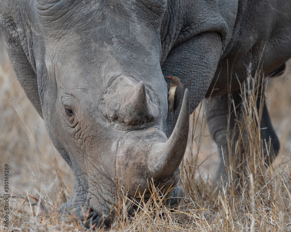 Obraz premium White Rhino