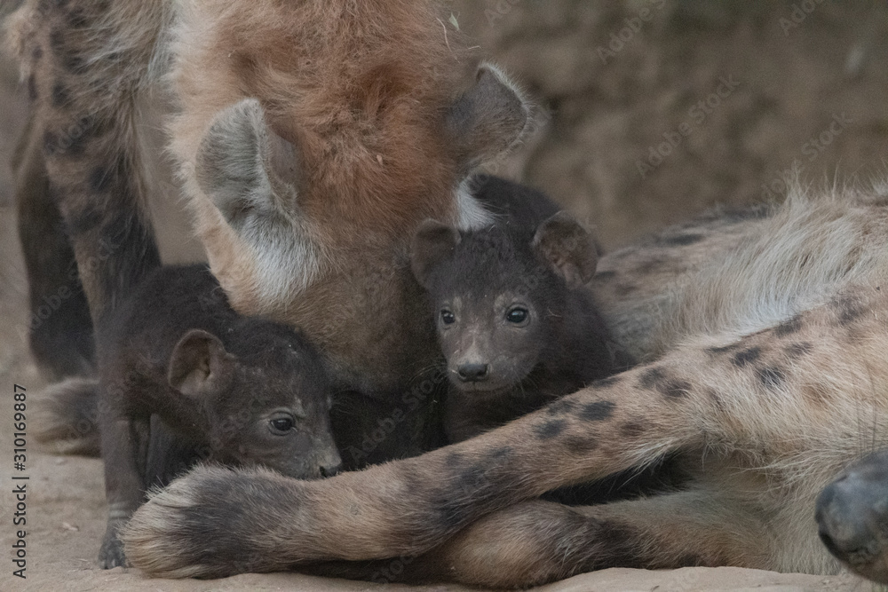 Fototapeta premium Spotted Hyena and pups