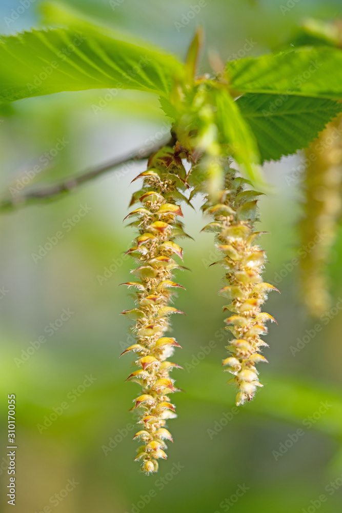 Männliche Blüten der Hopfenbuche, Ostrya carpinifolia