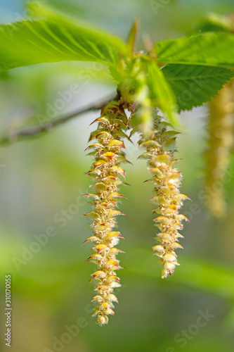 Männliche Blüten der Hopfenbuche, Ostrya carpinifolia