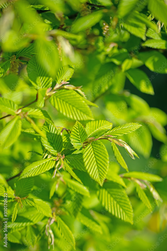 Junge Blätter der Hopfenbuche, Ostrya carpinifolia, im Frühling Junge Blätter der Hopfenbuche, Ostrya carpinifolia, im Frühling