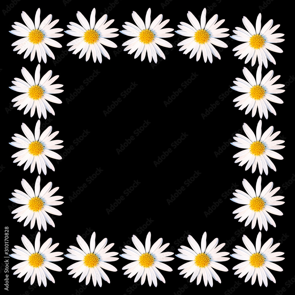 Square frame of white daisy flowers on a black background. Chamomile border