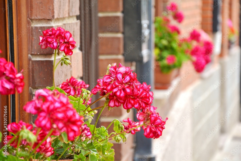 flowers in the windows