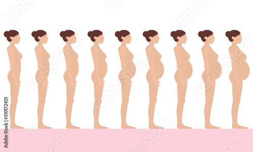 Pregnancy stages flat vector illustration. Pregnant woman and birth newborn trimester infographics. Pregnant and newborn, woman belly figure during pregnancy