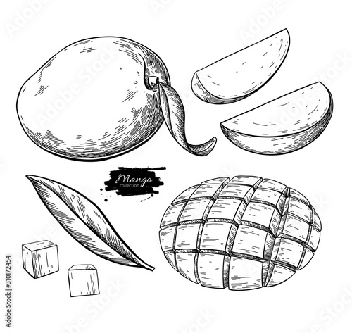 Mango vector drawing. Hand drawn tropical fruit illustration. Engraved summer fruit.