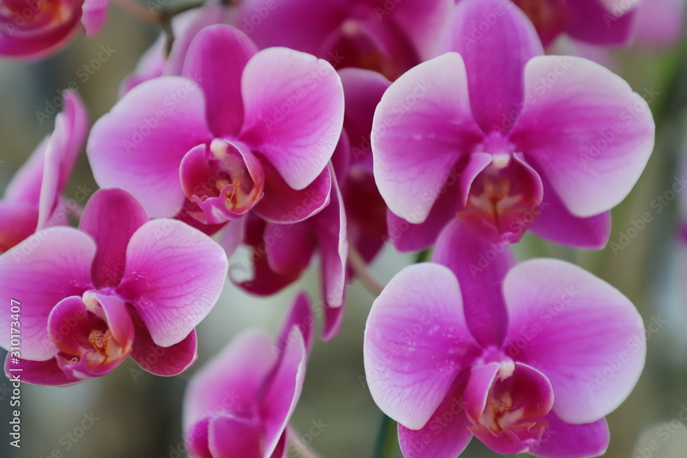 pink orchid on a green background pink orchid on a green background