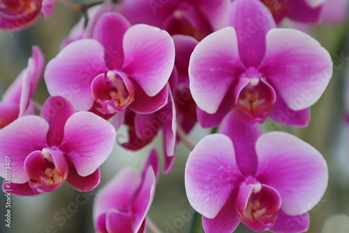 pink orchid on a green background