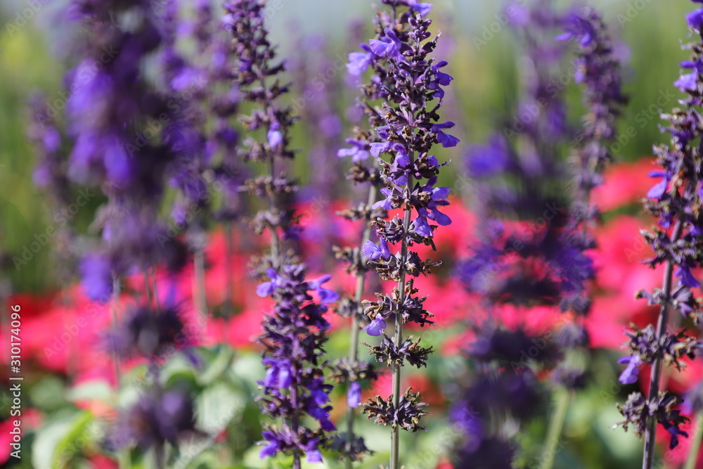 Obraz premium purple flowers in the garden