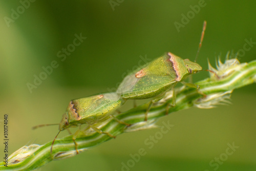 green stinky bugs love