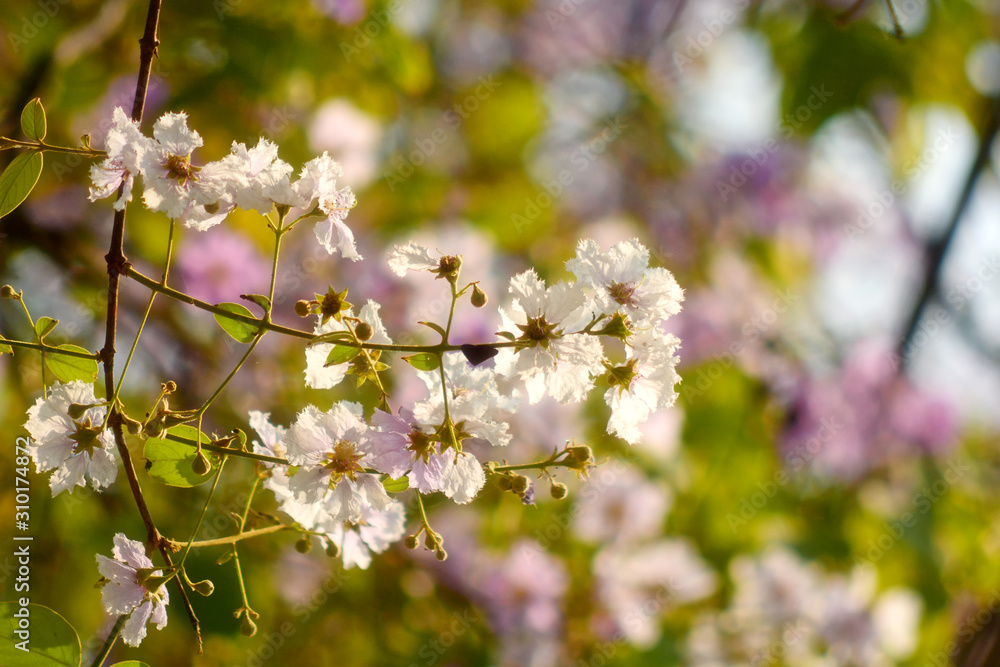 Purple Flowering Tree and The sun passed through the branches Purple Flowering Tree and The sun passed through the branches
