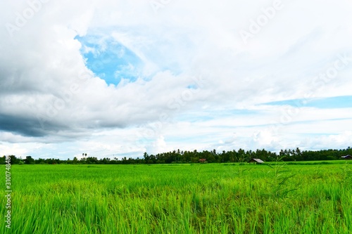 green rice field and blue sky