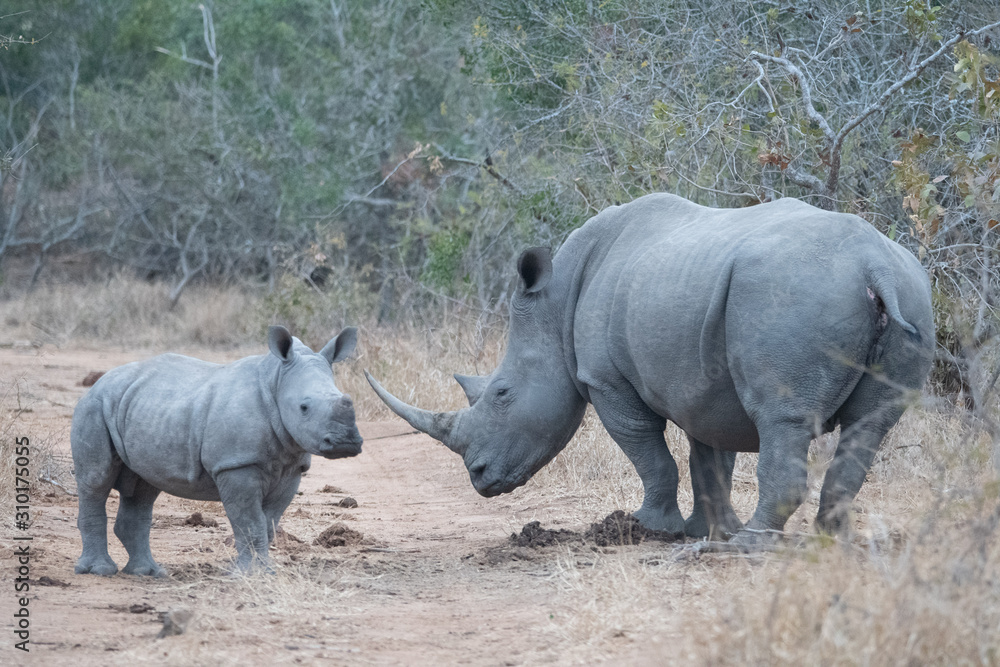 Fototapeta premium White Rhino