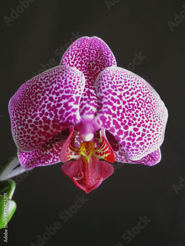 Flower purple spotted orchids  of the genus Phalaenopsis  variety called Leopard Prince. Home flowers