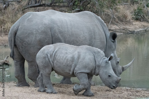 White Rhino