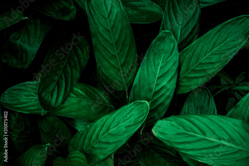 abstract green leaf texture  nature background  tropical leaf