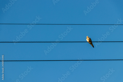 Bird on a wire