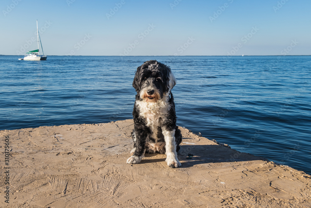 Cute Portuguese Water dog on a pier in Key Largo Stock Photo Adobe Stock