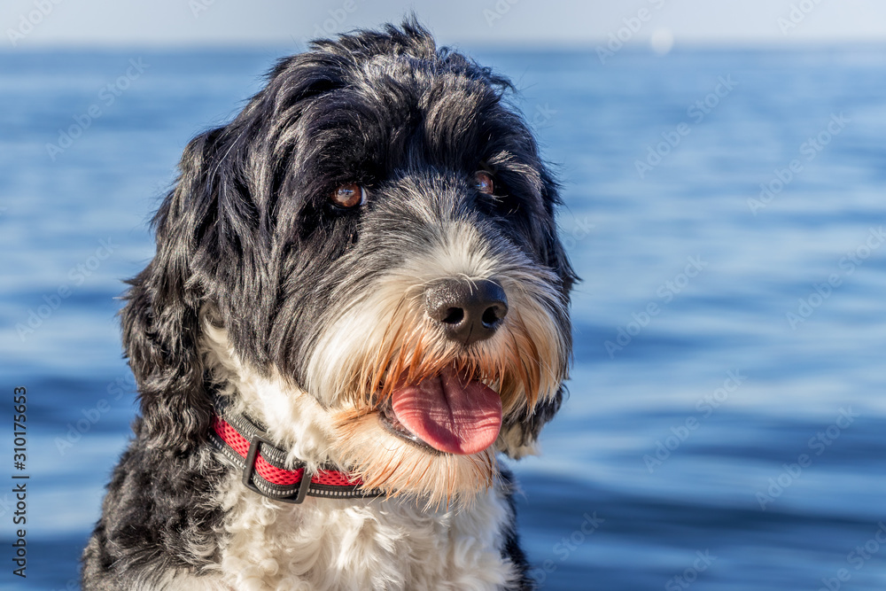 Portuguese Water dog portrait at the ocean