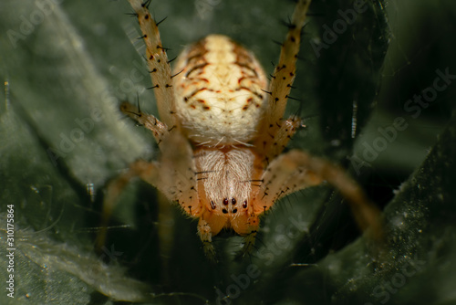 dangerous spider  photo