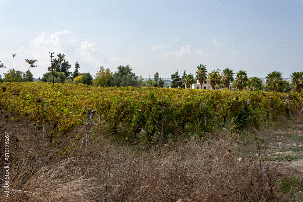 Obraz premium vineyard in Turkey