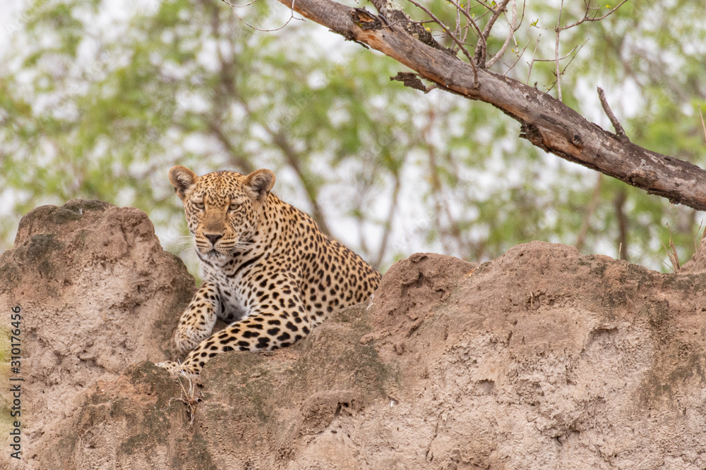 Obraz premium Leopard