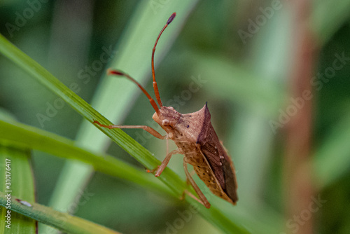 Leaf-footed bug (Homoeocerus marginellus) on a green leaf close up photo